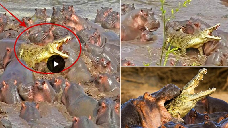 Dozens of hippos attack a crocodile that is hungry